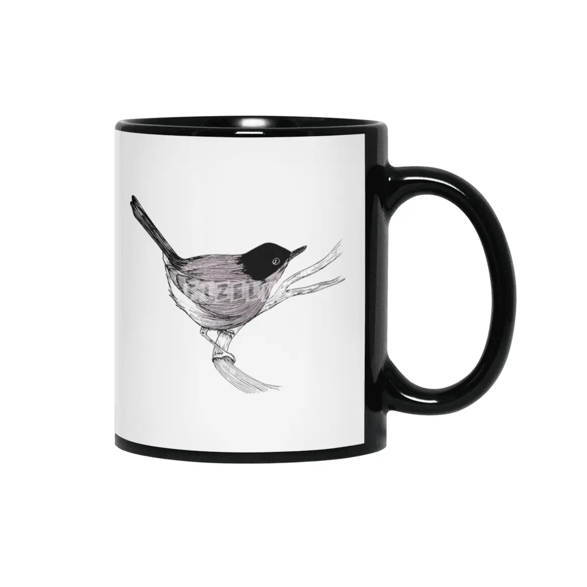 Blackcap Bird Siyah Kupa