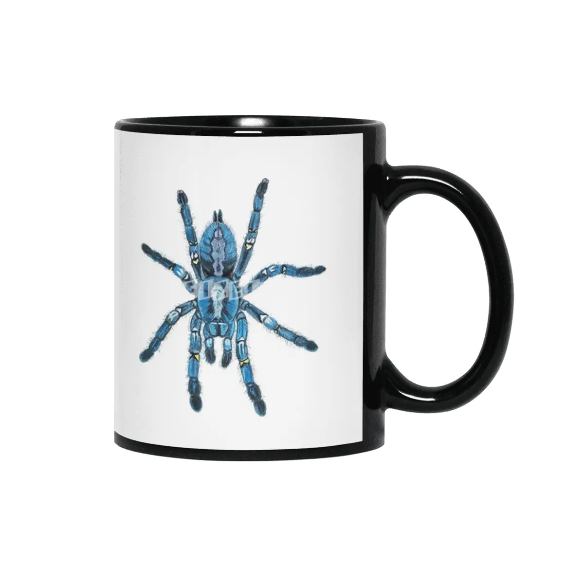 Gooty Blue Sapphire Tree Spider Siyah Kupa