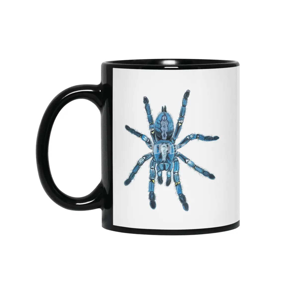 Gooty Blue Sapphire Tree Spider Siyah Kupa