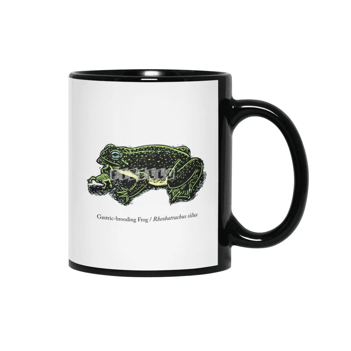 Gastric-brooding Frog Siyah Kupa