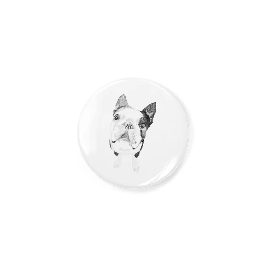 Boston Terrier Açacak