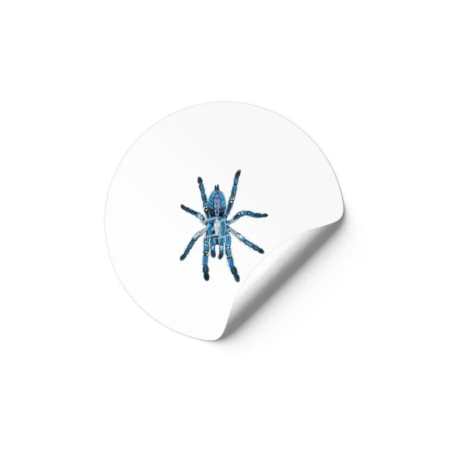 Gooty Blue Sapphire Tree Spider Etiket