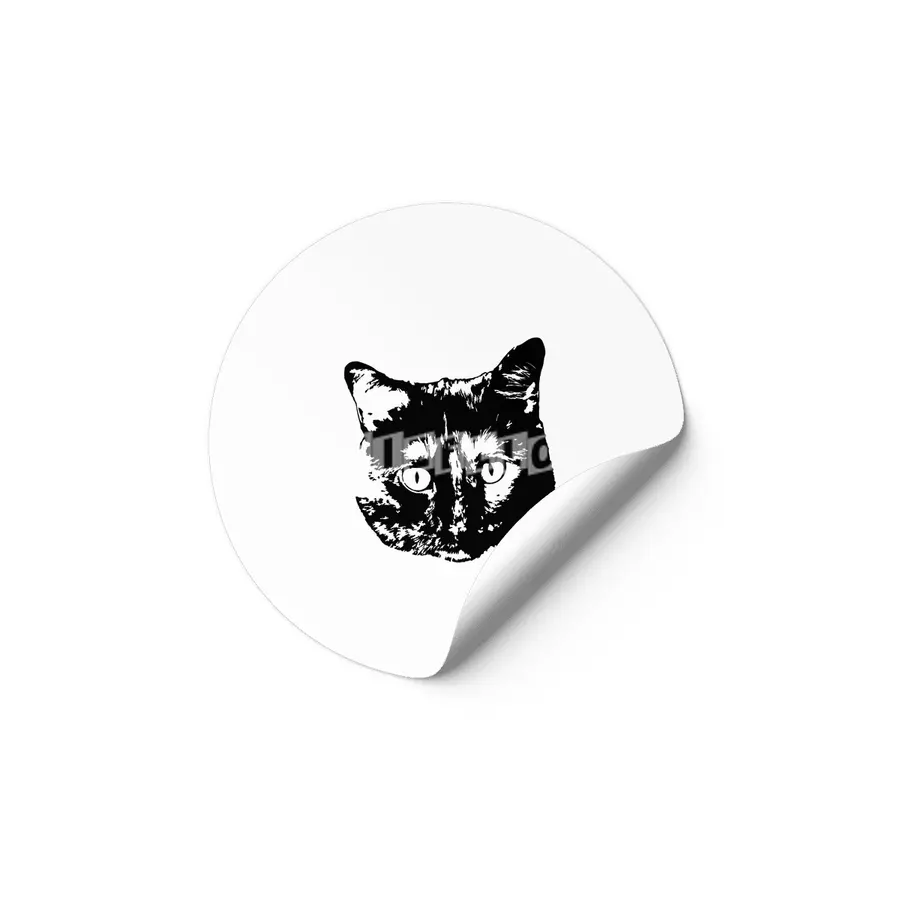 My cat Etiket