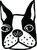 Boston Terrier