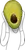 Screaming for avocados!

A parody of "The Scream" by Edvard Munch using a avocado