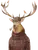 vintage drawing of a deer