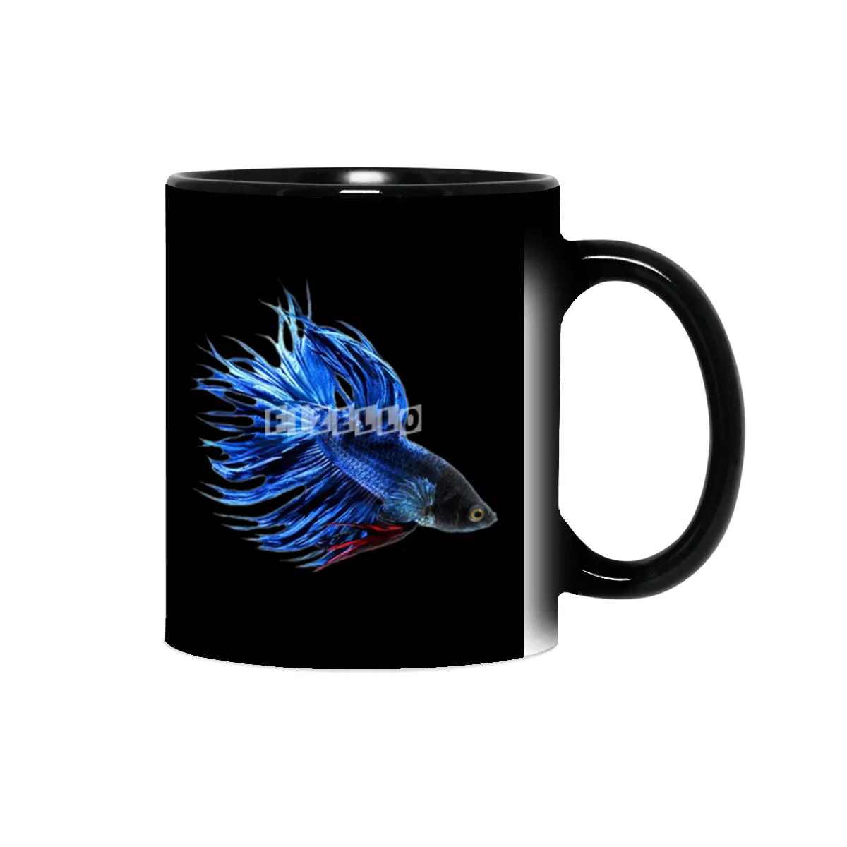 Royal Blue and Red Betta Fish Crowntail Male Swimming Beautiful Colors Sihirli Kupa
