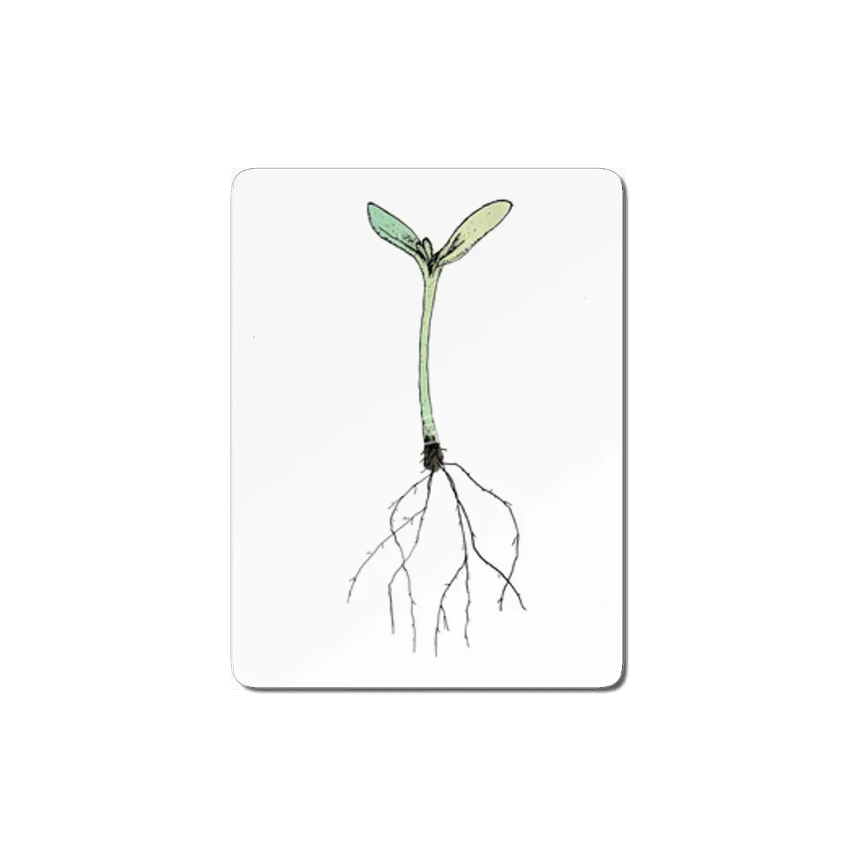 sprout MDF Tablo