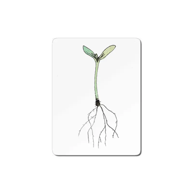 sprout MDF Tablo