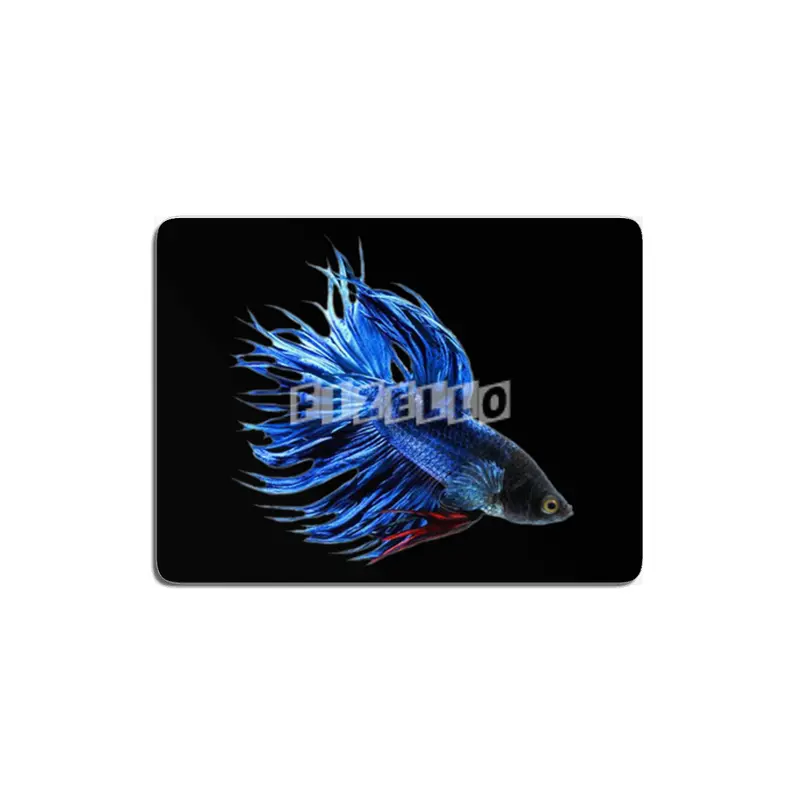 Royal Blue and Red Betta Fish Crowntail Male Swimming Beautiful Colors MDF Tablo
