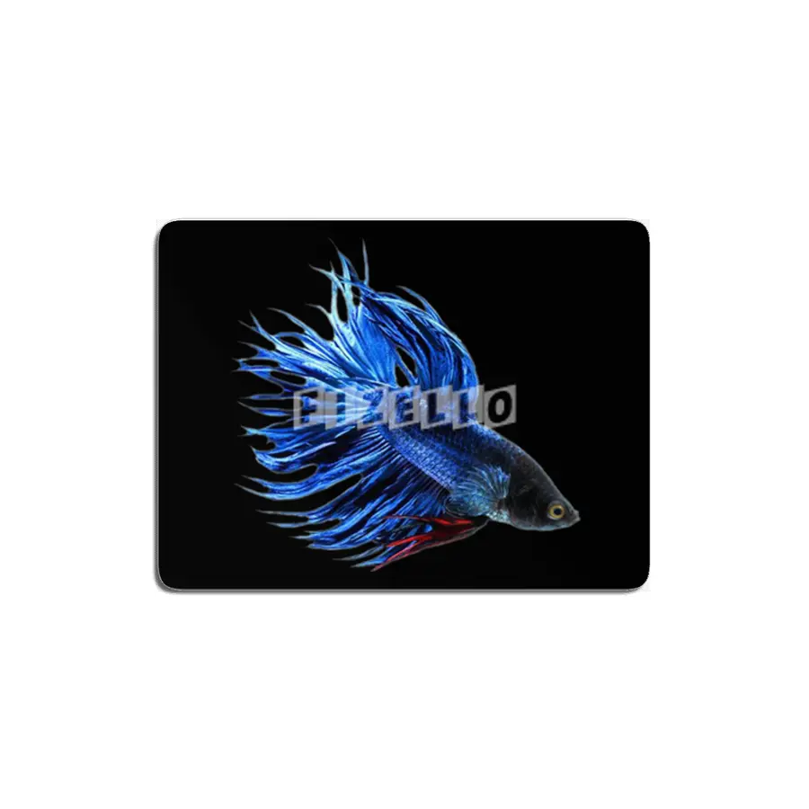 Royal Blue and Red Betta Fish Crowntail Male Swimming Beautiful Colors MDF Tablo