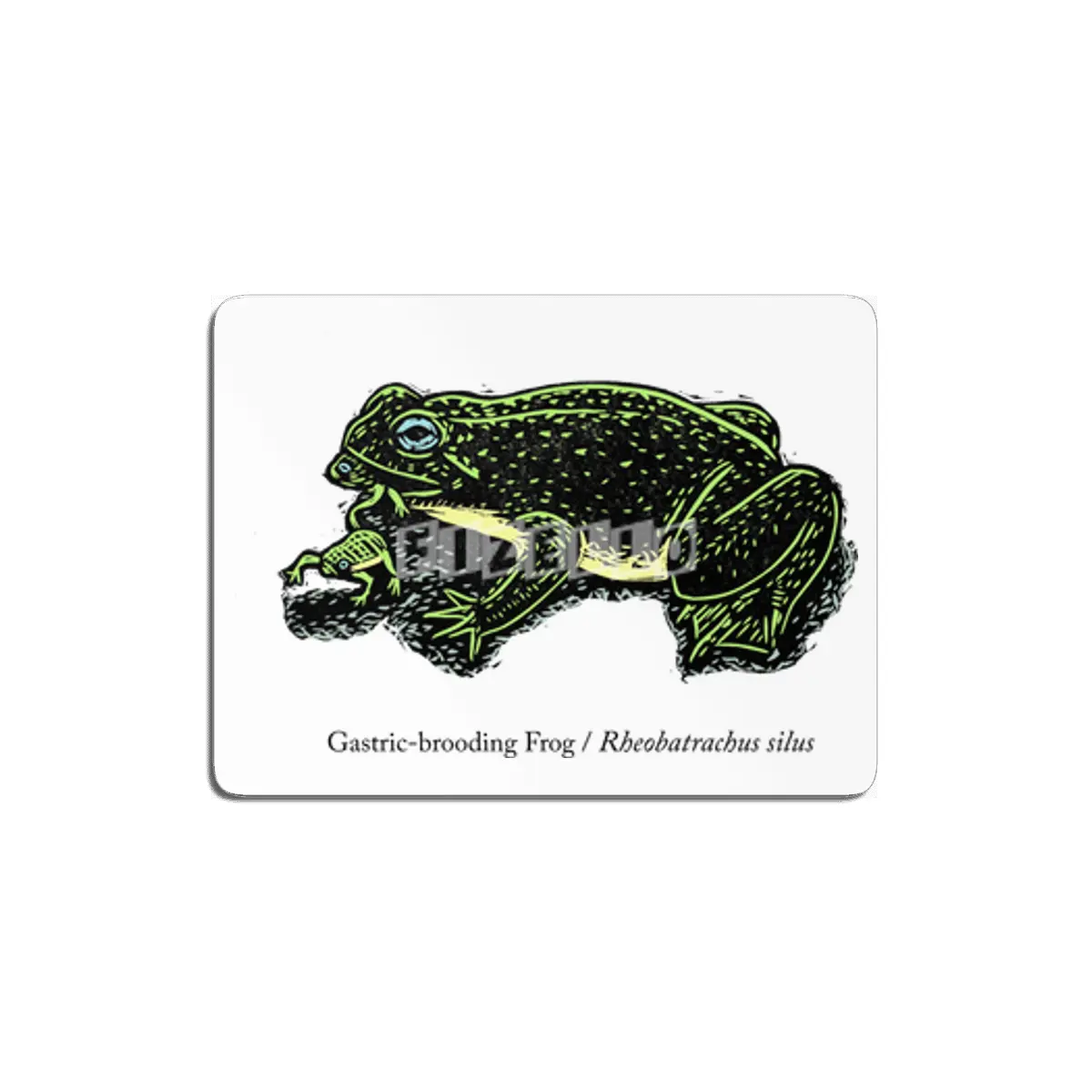 Gastric-brooding Frog MDF Tablo